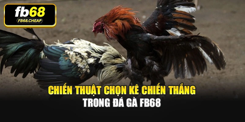 Chiến thuật chọn kê chiến thắng trong Đá gà Fb68