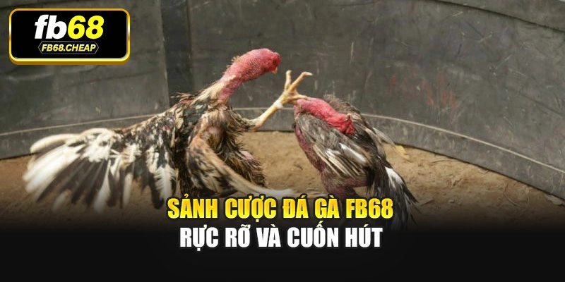 Sảnh cược Đá gà Fb68 rực rỡ và cuốn hút